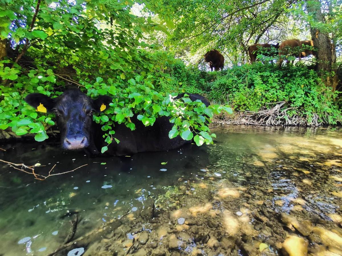 Farm Stay Peternelj إليرسكا بسترتشا المظهر الخارجي الصورة