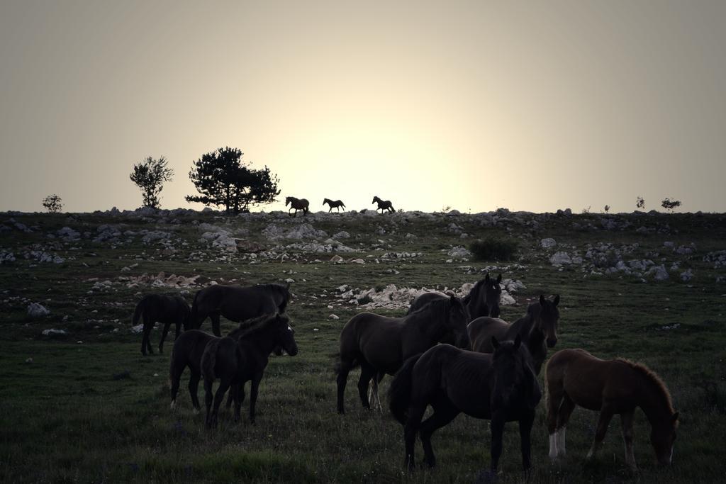 Farm Stay Peternelj إليرسكا بسترتشا المظهر الخارجي الصورة