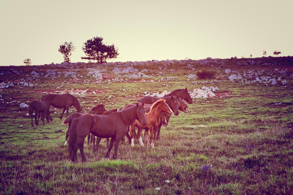 Farm Stay Peternelj إليرسكا بسترتشا المظهر الخارجي الصورة